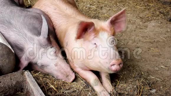猪躺在谷仓里早餐后休息视频的预览图