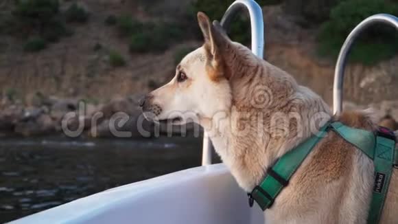 狗漂浮在海上的船上带宠物旅行慢动作视频的预览图