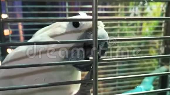 特写白色cacadu鹦鹉肖像视频的预览图