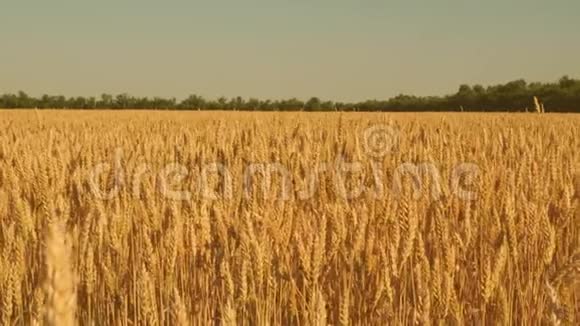 谷物收获在夏天成熟环保小麦在蓝天上成熟小麦的田野穗状花序视频的预览图