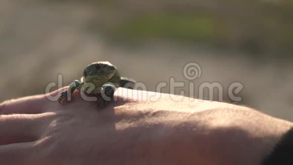 可爱的蜥蜴人手特写手臂上的一只小蜥蜴与人类一起在野外爬行人类和野生动物视频的预览图