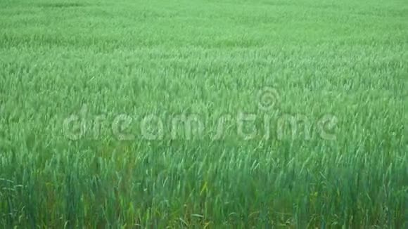 绿色大麦的视野视频的预览图