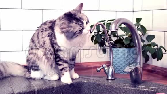 可爱的猫从厨房的水龙头里喝水视频的预览图