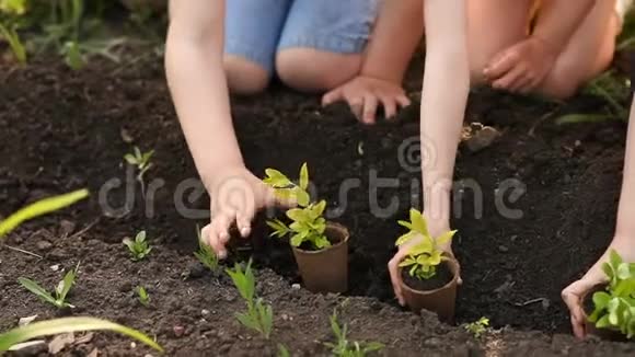 世界拯救的理念孩子们用手在土壤上种植树苗视频的预览图