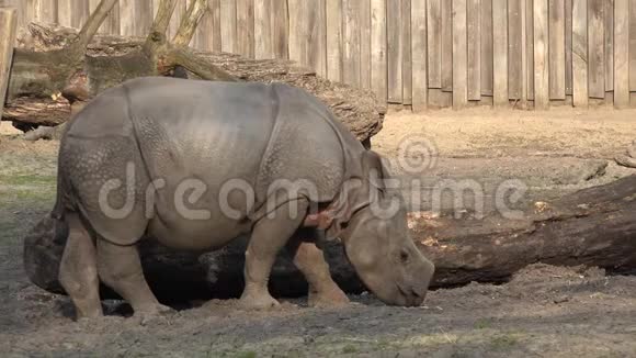 动物园的小犀牛视频的预览图