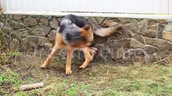 成年狗德国牧羊犬追逐尾巴动物旋转咬自己狗激动的紧张行为视频的预览图