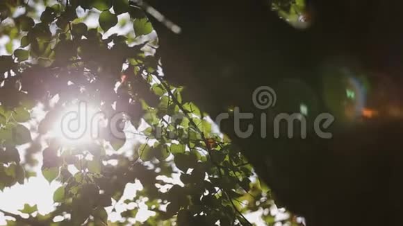 阳光透过树枝照射视频的预览图