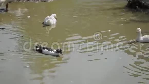 国内的白鹅在一个大水坑里洗澡视频的预览图