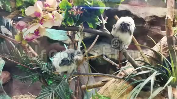 两只长发猴子在树上跳跃视频的预览图