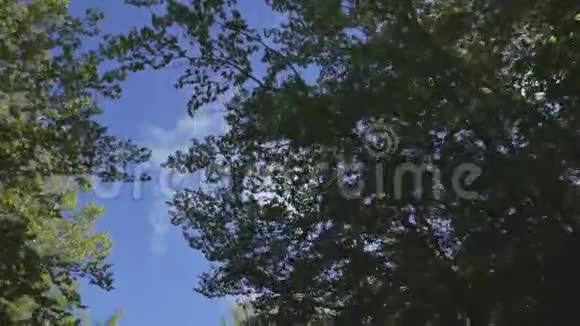 在晴朗的蓝天下可以看到穿过的克罗恩树开慢车时的摄像机仰视视频的预览图