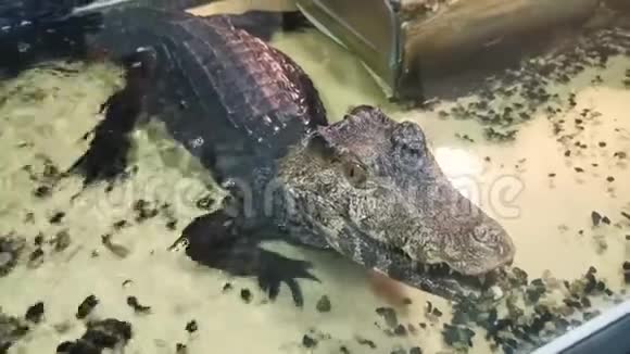动物园游泳池里的黑暗鳄鱼视频的预览图