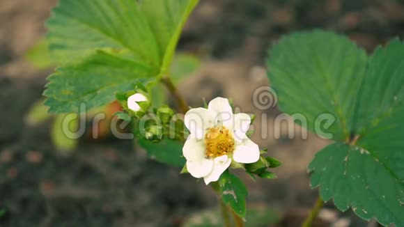 年轻的草莓灌木有白色的花和芽在风中搅动侧视视频的预览图