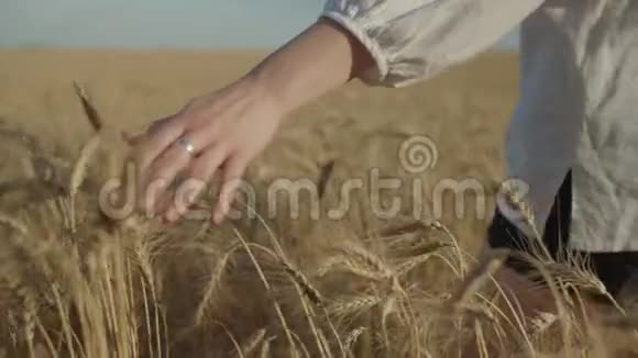 雌性手在成熟的麦穗上奔跑视频的预览图