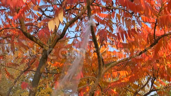 一块一次性聚乙烯包装挂在树枝上上面有亮黄色橙色和红色的叶子视频的预览图