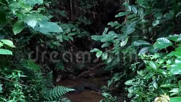 森林里的小溪视频的预览图