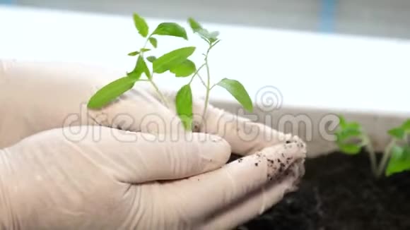 科学家在实验室进行植物育种实验增长护理可持续性的概念和象征视频的预览图