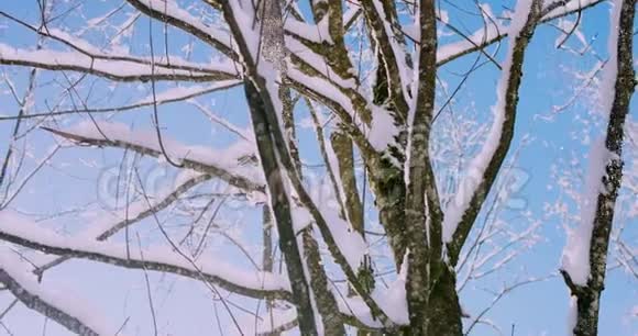 一个阳光明媚的冬天早晨从树枝上飘落的雪4k决议视频的预览图