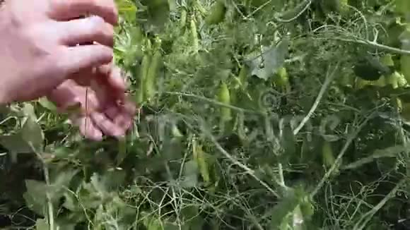 收割豌豆时一个女人从茎上摘下豌豆荚视频的预览图