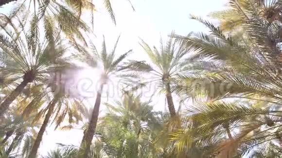 阳光明媚的一天棕榈丛林录像在移动视频的预览图