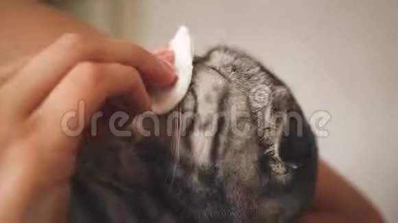 兽医用猫眼擦药太太对待一只猫宠物护理视频的预览图