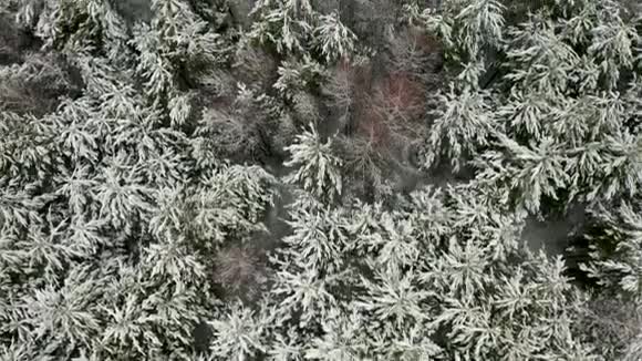 空中视频一片白雪覆盖的冬林混合树木的垂直全景视频的预览图