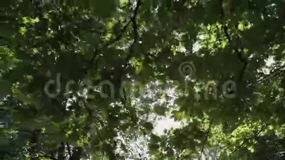 阳光透过树枝照射视频的预览图