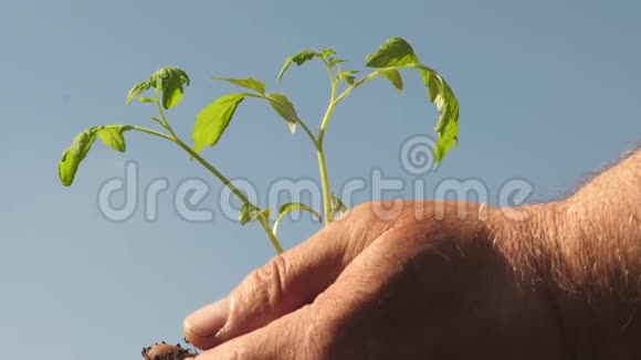 园丁双手捧着一颗绿色的幼苗在手掌上对抗蓝天番茄幼苗手中特写视频的预览图