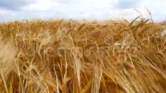 麦田地上的金色麦穗在阳光明媚的早晨一股麦穗随风摇曳丰收概念视频的预览图