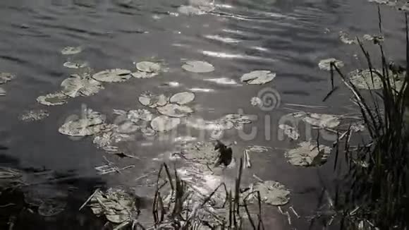 湖水中阳光明媚的倒影视频的预览图