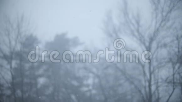 落雪中的无叶树典型的冬季慢镜头视频的预览图