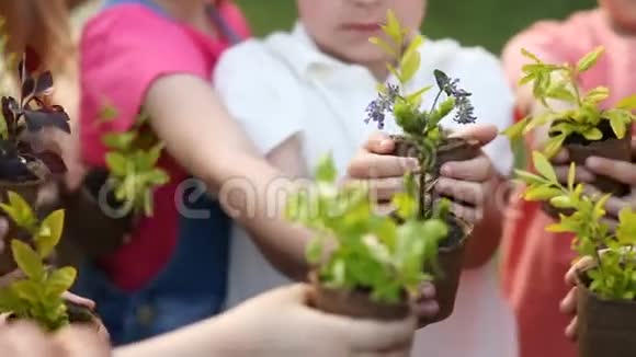 孩子们用植物抱着树苗的手视频的预览图