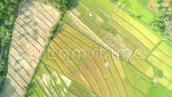 菲律宾巴拉望绿色稻田鸟瞰图视频的预览图