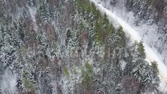 镜头移过云杉松树和一条雪路的冬林视频的预览图