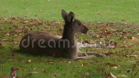 袋鼠躺在草地上视频的预览图