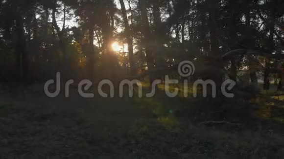 野松林树下有绿草在阳光明媚的夜晚在树间移动视频的预览图
