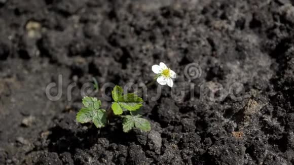年轻的草莓灌木白色的花在风和阳光中搅动俯视视频的预览图