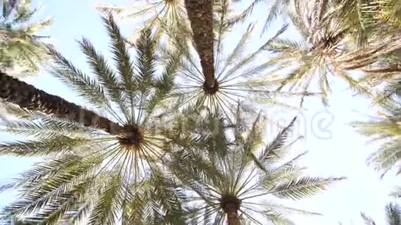 阳光明媚的一天棕榈丛林录像在移动视频的预览图
