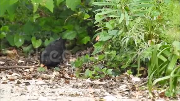 英国黑鸟在林下觅食用来筑巢的食物视频的预览图