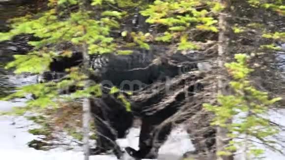 一只美国黑熊在森林里下雪的4K视频视频的预览图