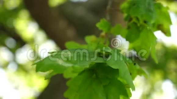 青橡树叶子在树枝上橡树林春天夏天公园里的树慢动作视频的预览图
