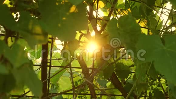漂亮的葡萄藤酿酒概念葡萄生意阳光下美丽的成熟葡萄簇葡萄葡萄视频的预览图
