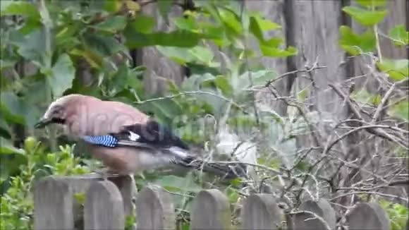 英国雀鸟鹊科猎食筑巢材料视频的预览图