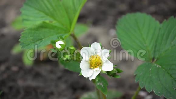 小草莓丛有白色的花雌手抚摸它展示它视频的预览图