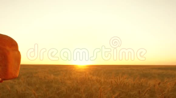 农夫和面包师的手在夕阳下的一片麦地上拿着新鲜的面包手掌上的美味面包视频的预览图