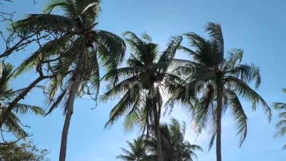 阳光下椰子棕榈树的底部景观棕榈树映衬着美丽的蓝天蓝天上绿的棕榈树视频的预览图