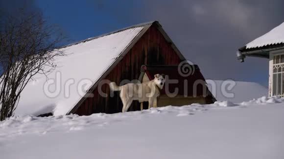 英国瑞年村雪坡上一个摊位附近的狗和一个木制的视频的预览图