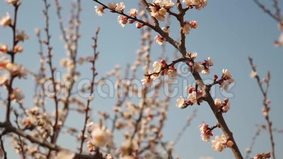 春天花蕾开在杏枝上美丽的春暖花开的花园杏树的树枝靠在上面视频的预览图