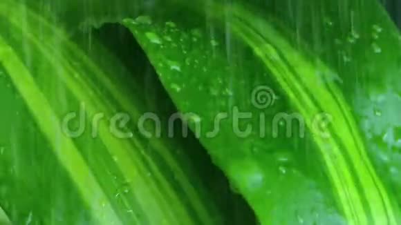 热带植物在雨暴特写视频的预览图