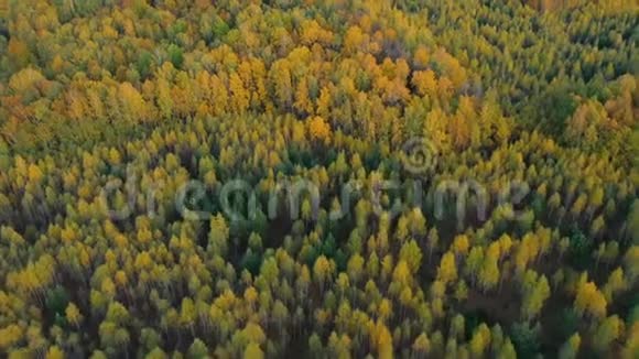 色彩斑斓的秋林与黄绿树的空中景观视频的预览图