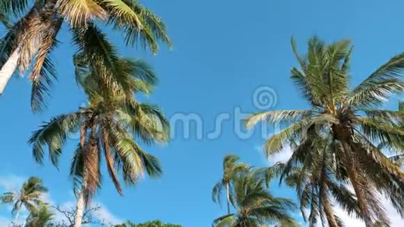 阳光下椰子棕榈树的底部景观棕榈树映衬着美丽的蓝天蓝天上绿棕榈树视频的预览图